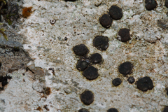 Lecidella
