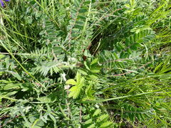 Astragalus dasyanthus