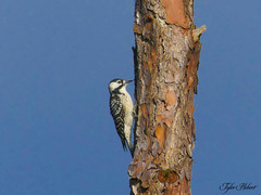 Dryobates borealis