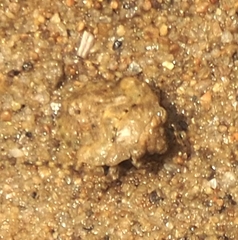 Gelastocoris oculatus