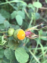 Phragmidium tuberculatum