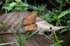 Junonia hedonia