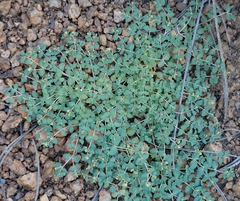 Euphorbia fendleri
