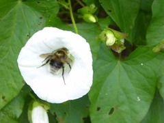 Bombus hortorum