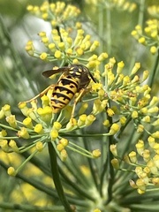 Vespula
