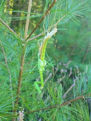 Mantidae