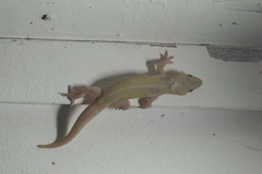 Hemidactylus frenatus