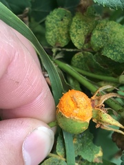 Phragmidium tuberculatum