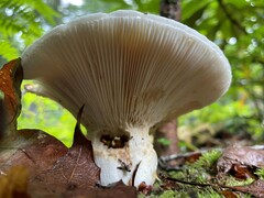 Lactifluus piperatus