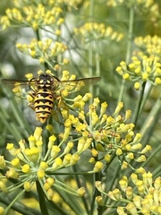 Vespula