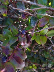 Vaccinium ovatum