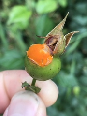 Phragmidium tuberculatum