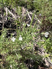 Epilobium leptophyllum