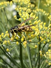Vespula