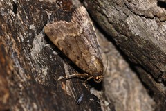 Amphipyra pyramidea