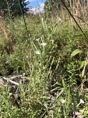 Epilobium leptophyllum