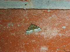 Euphyia intermediata