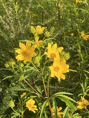 Bidens polylepis