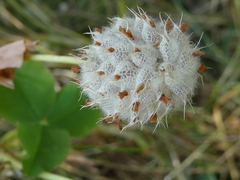 Trifolium fragiferum