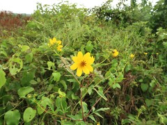 Bidens polylepis