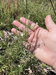 Epilobium leptophyllum