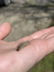 Hyphantria cunea