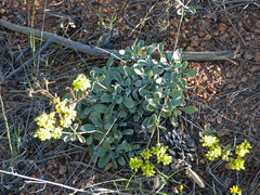 Eriogonum umbellatum