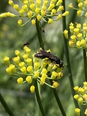 Tiphiinae