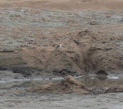 Syrtidicola fluviatilis