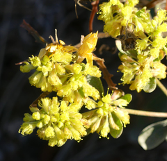 Eriogonum umbellatum