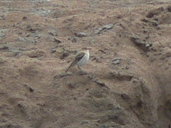 Syrtidicola fluviatilis