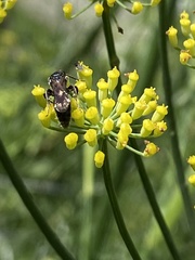 Tiphiinae