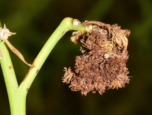 skeletonweed gall mite