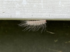 Hyphantria cunea