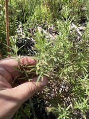 Epilobium leptophyllum