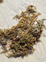 Sargassum
