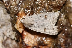 Caradrina kadenii