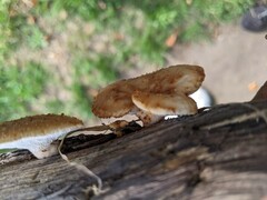 Polyporus tuberaster