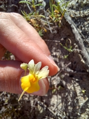 Nemesia calcarata