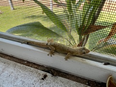 Lepidodactylus lugubris