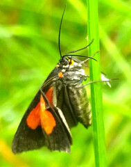 Sangalopsis microleuca