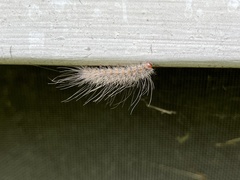 Hyphantria cunea