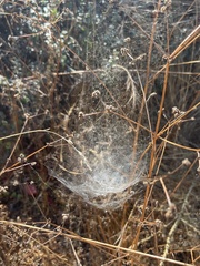 Frontinella pyramitela