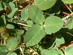 Trifolium fragiferum