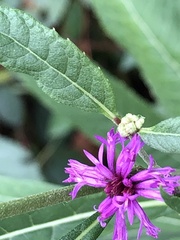 Vernonia gigantea