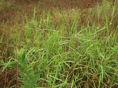 Kellochloa verrucosa