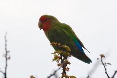 Agapornis roseicollis