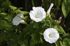 Calystegia sepium