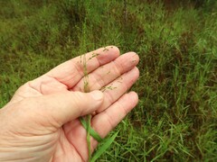 Kellochloa verrucosa