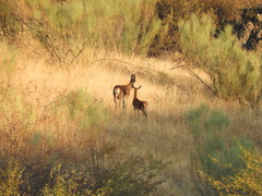 Cervus elaphus elaphus